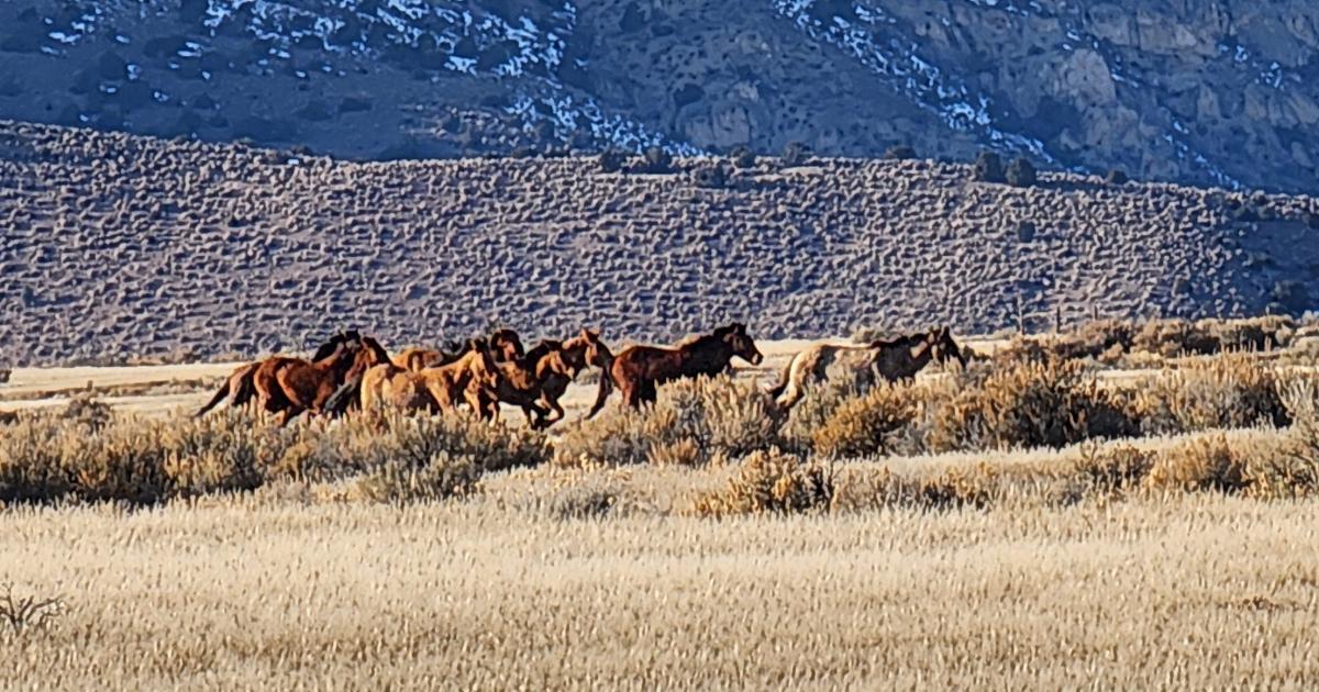 BLM Proposes Wild Horse Gather In Wyoming’s White Mountain Area ...